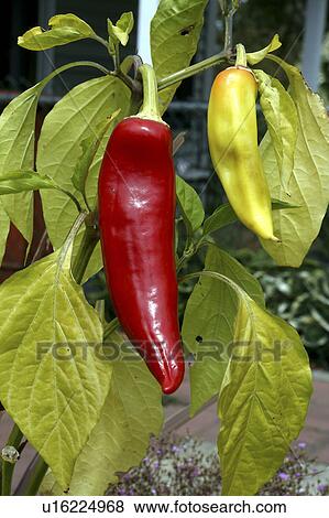 flower floral red pepper yellow garden annual View Large Photo Image Stock Photo - flower floral red pepper yellow garden annual. Fotosearch