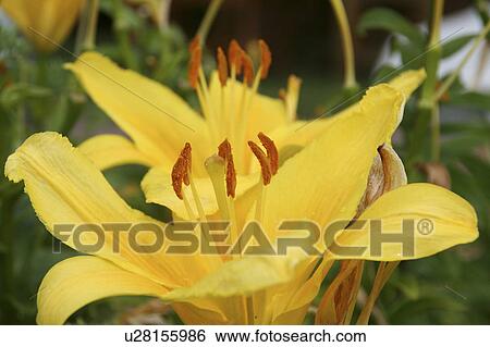 Stock Photograph -  flower floral s new hampshire annual batten. Fotosearch