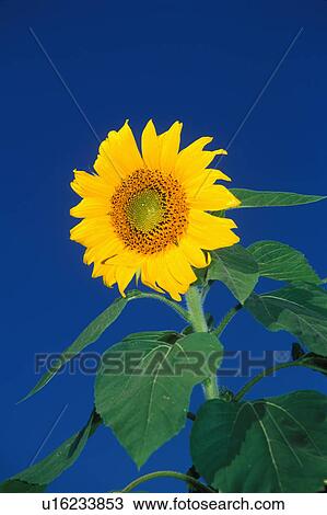 flower floral sunflower winnipeg manitoba canada View Large Photo Image Stock Image - flower floral sunflower winnipeg manitoba canada. Fotosearch