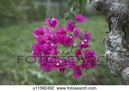 Stock Image -  flower floral timor leste aileu east asia south. Fotosearch