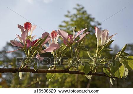 flower floral timor leste aileu east asia south View Large Photo Image Stock Photo - flower floral timor leste aileu east asia south. Fotosearch