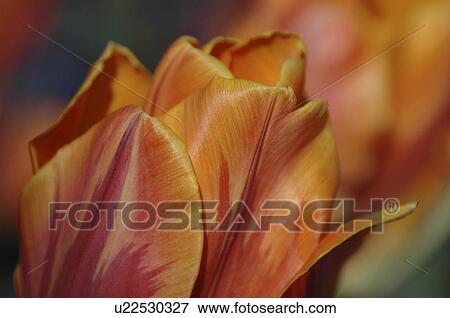 flower floral tulips orange tulip fields skagit View Large Photo Image Stock Photo - flower floral tulips orange tulip fields skagit . Fotosearch