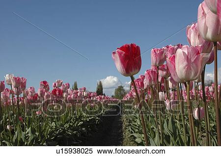 Stock Photography -  flower floral tulips pink tulip fields skagit mt . Fotosearch