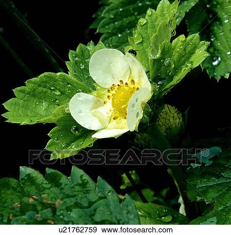 Stock Photo -  flower food nature fruit strawberry plant botany. Fotosearch