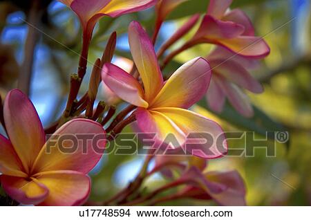 flower frangipani bali plumeria indonesia asia View Large Photo Image Picture - flower frangipani bali plumeria indonesia asia. Fotosearch