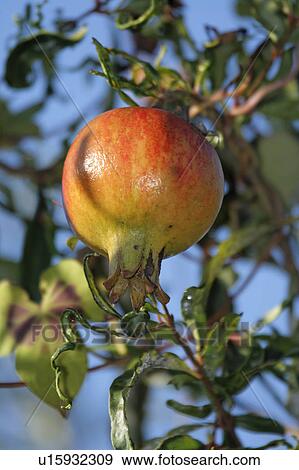 Stock Photo -  flower fruit floral punica granatum deciduous. Fotosearch