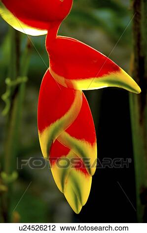 flower heliconia bali indonesia asia pacific View Large Photo Image Stock Image - flower heliconia bali indonesia asia pacific. Fotosearch