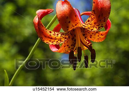Picture -  flower lilium superbum turks cap lily flora. Fotosearch