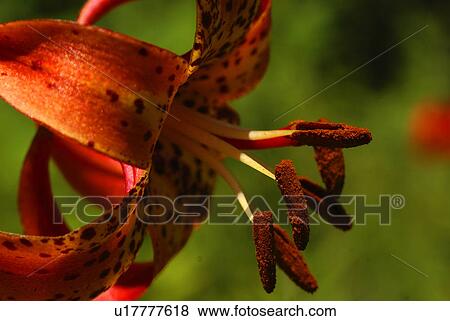 flower lilium superbum turks cap lily flora View Large Photo Image Stock Photo - flower lilium superbum turks cap lily flora. Fotosearch