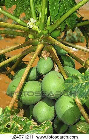 flower medical design food fruit papaya trunk View Large Photo Image Stock Image - flower medical design food fruit papaya trunk . Fotosearch