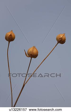 Stock Photo -  flower nature blanket in scenic browneyed susan . Fotosearch