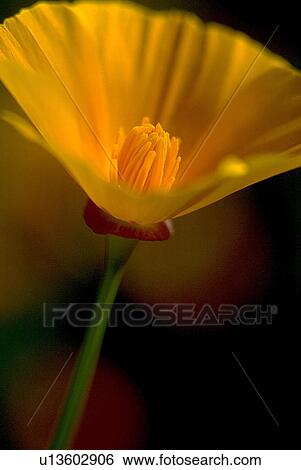 flower nature floral california golden poppy View Large Photo Image Stock Photograph - flower nature floral california golden poppy . Fotosearch