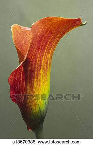 flower orange calla lily oranje sexy drop petal View Large Photo Image Stock Photograph -  flower orange calla lily oranje sexy drop petal. Fotosearch