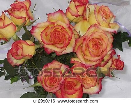 flower party nature floral birthday beauty dozen View Large Photo Image Stock Photograph - flower party nature floral birthday beauty dozen. Fotosearch