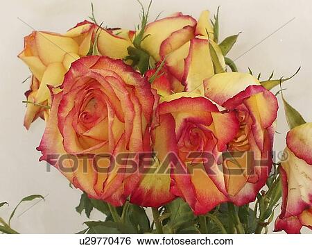 Stock Photograph -  flower party nature floral birthday beauty peach. Fotosearch