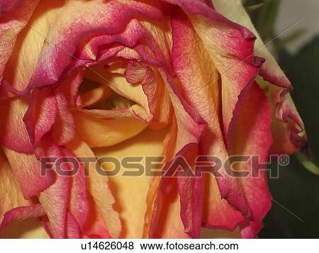 Stock Photo -  flower party rose nature floral birthday beauty. Fotosearch