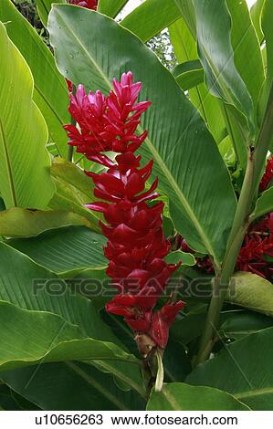flower people nature person fiji taveuni pacific View Large Photo Image Stock Image - flower people nature person fiji taveuni pacific. Fotosearch