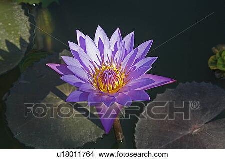 flower people person myanmar lotus se asia burma View Large Photo Image Picture - flower people person myanmar lotus se asia burma . Fotosearch