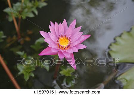 Stock Image -  flower people person myanmar lotus se asia burma. Fotosearch