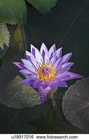 flower people person myanmar lotus se asia burma View Large Photo Image Stock Photograph - flower people person myanmar lotus se asia burma. Fotosearch