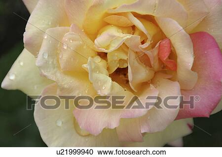 Stock Image -  flower rose floral pink annual batten bloom. Fotosearch