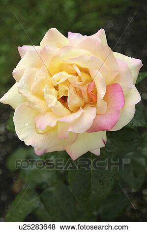 flower rose floral pink annual batten bloom View Large Photo Image Stock Photo - flower rose floral pink annual batten bloom. Fotosearch