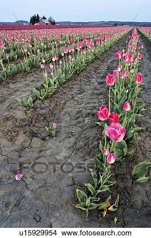flower rows pink tulips mount mt. vernon skagit  View Large Photo Image Picture -  flower rows pink tulips mount mt. vernon skagit . Fotosearch