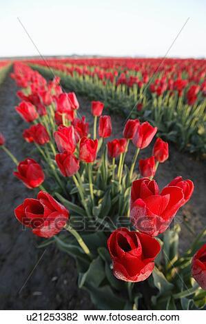 Stock Image -  flower rows red tulips sunrise mount mt. vernon . Fotosearch