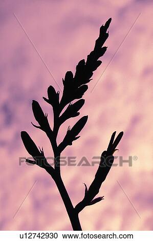 flower silhouette ear clouded sky sunset aar View Large Photo Image Stock Image - flower silhouette ear clouded sky sunset aar. Fotosearch