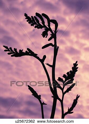 flower silhouette ear clouded sky sunset aar View Large Photo Image Stock Image - flower silhouette ear clouded sky sunset aar. Fotosearch