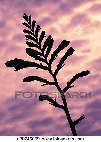 Stock Photo -  flower silhouette floral ear clouded sky sunset. Fotosearch