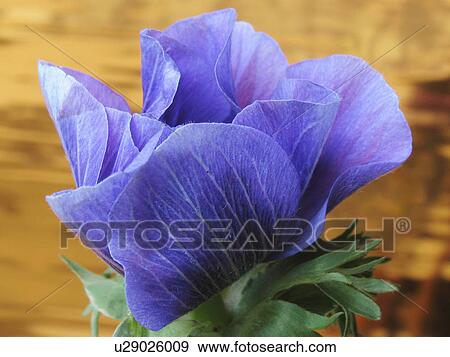 Stock Photo -  flower spring floral purple windflower anemone. Fotosearch
