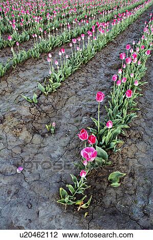 Stock Image -  flower spring rows pink tulips mount mt. vernon . Fotosearch