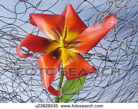 flower spring tulip tulipa in fisching net tulp View Large Photo Image Stock Photography - flower spring tulip tulipa in fisching net tulp. Fotosearch