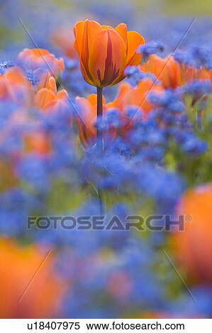 flower summer floral orange tulip blue s plants View Large Photo Image Stock Photography - flower summer floral orange tulip blue s plants. Fotosearch