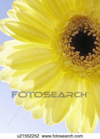Stock Image -  flower summer floral yellow gerbera daisy petal. Fotosearch