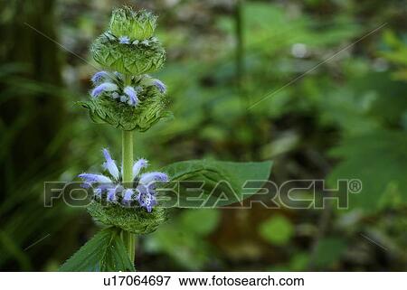 Stock Photo -  flower summer spring floral blephilia hirsute. Fotosearch