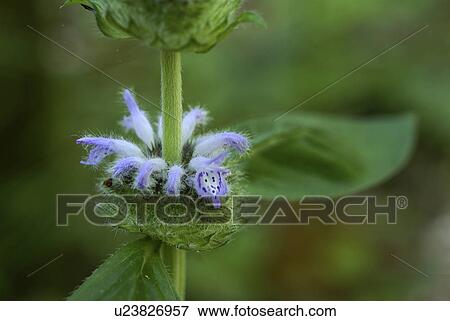 Stock Photo -  flower summer spring floral blephilia hirsute. Fotosearch