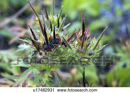 Stock Image -  flower summer spring floral geranium carolina. Fotosearch