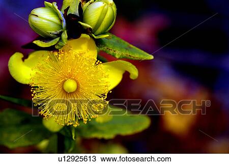 flower summer spring floral hype rforatum View Large Photo Image Stock Image - flower summer spring floral hype rforatum. Fotosearch
