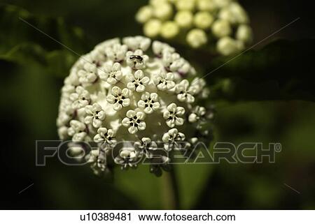 flower summer spring floral wildflower plant View Large Photo Image Stock Image - flower summer spring floral wildflower plant. Fotosearch