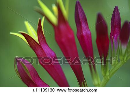 Stock Image -  flower summer spring floral wildflower plant red. Fotosearch