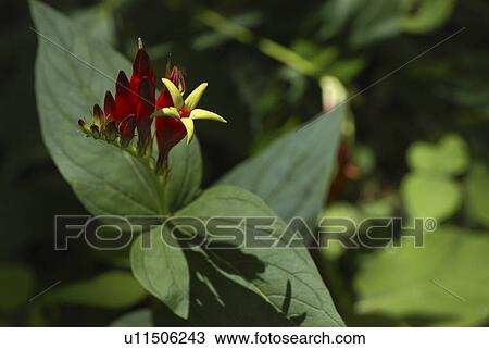 Stock Image -  flower summer spring floral wildflower plant red. Fotosearch
