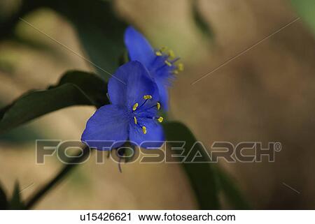 flower summer spring floral wildflower blue View Large Photo Image Stock Image - flower summer spring floral wildflower blue. Fotosearch