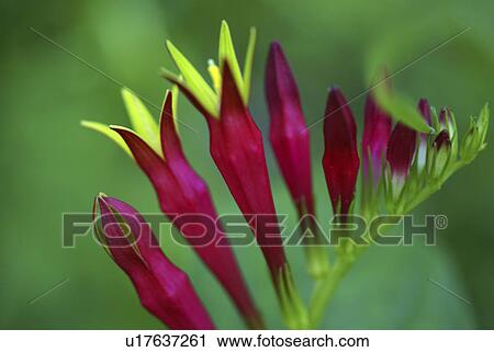 flower summer spring floral wildflower plant red View Large Photo Image Stock Image - flower summer spring floral wildflower plant red. Fotosearch