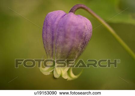 Stock Image -  flower summer spring floral wildflower plant. Fotosearch