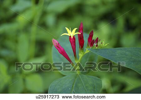 flower summer spring floral wildflower plant red View Large Photo Image Stock Image - flower summer spring floral wildflower plant red. Fotosearch
