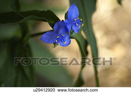 flower summer spring floral wildflower blue View Large Photo Image Stock Image - flower summer spring floral wildflower blue. Fotosearch