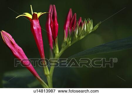 Stock Photo -  flower summer spring floral wildflower plant red. Fotosearch