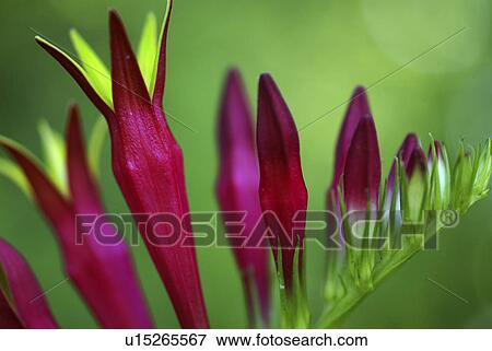 Stock Photo -  flower summer spring floral wildflower plant red. Fotosearch